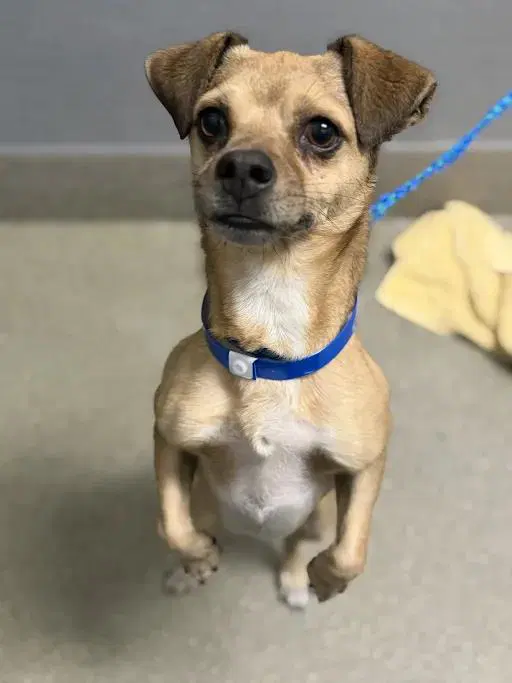 Nibbs - Chihuahua