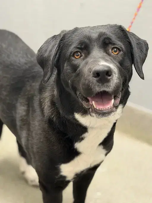 Ophelia - Labrador Retriever