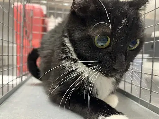 Felicia - Domestic Short Hair