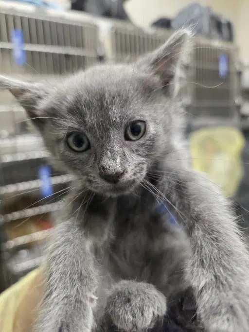 Miles - Domestic Medium Hair