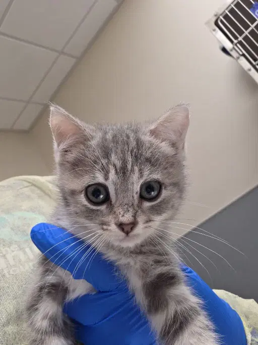 Miindy - Domestic Medium Hair