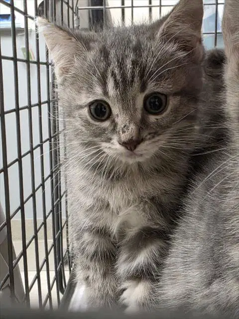 Morticia - Domestic Medium Hair