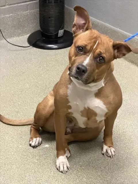 Gadget - Pit Bull Terrier