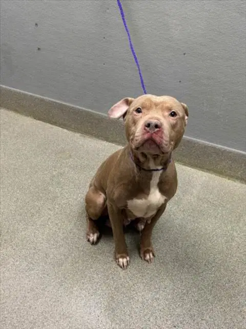Honeysuckle - Pit Bull Terrier