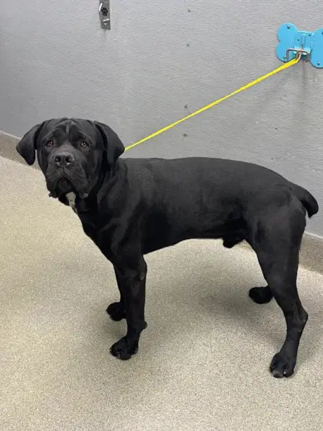 Roky - Cane Corso Mastiff