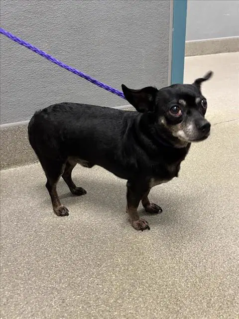 Marlon - Chihuahua