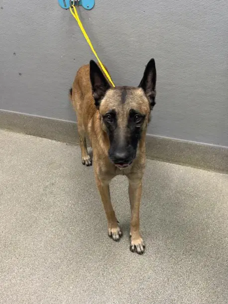 Buster - German Shepherd Dog