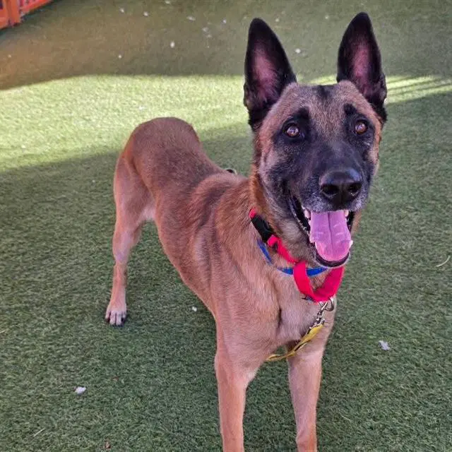 Buster - German Shepherd Dog
