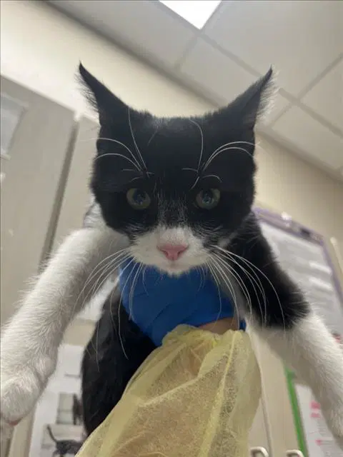 Batman - Domestic Short Hair