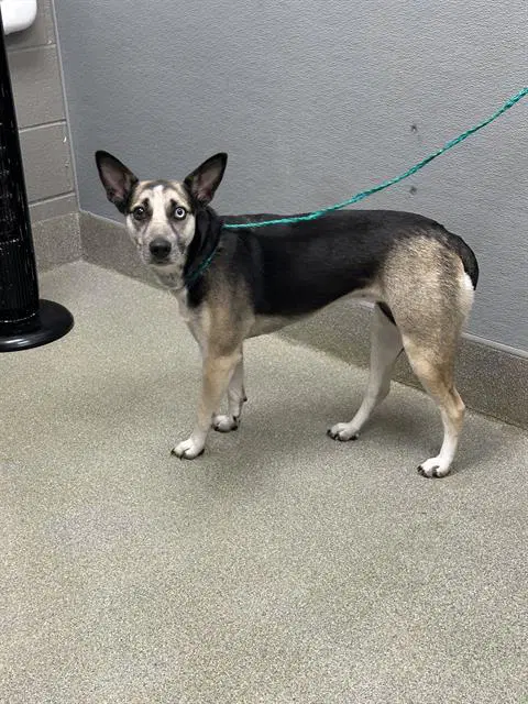 Dixie - German Shepherd Dog