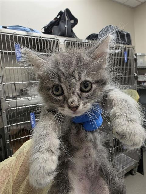 Lulu