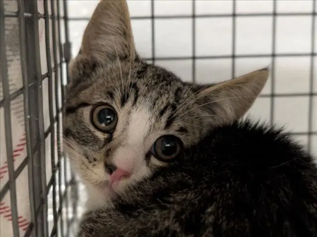 Bolt - Domestic Short Hair