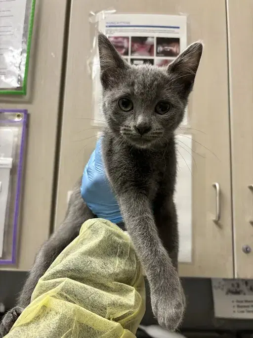 Mara - Domestic Short Hair