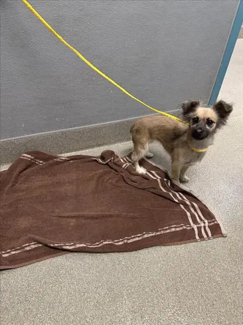 Bambi - Chihuahua