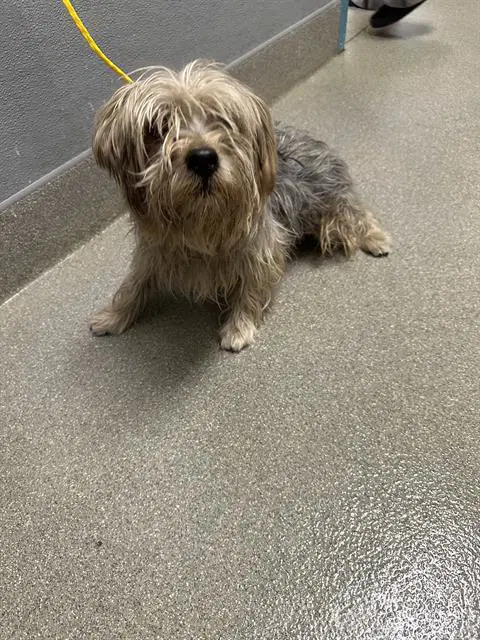 Jason - Terrier