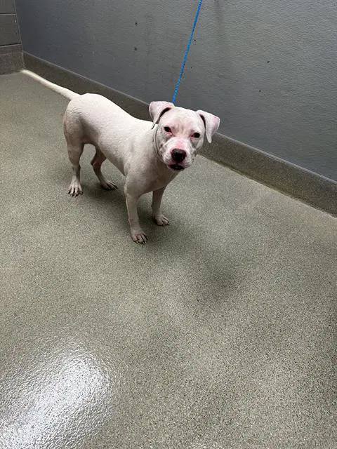 Goddess - Dogo Argentino