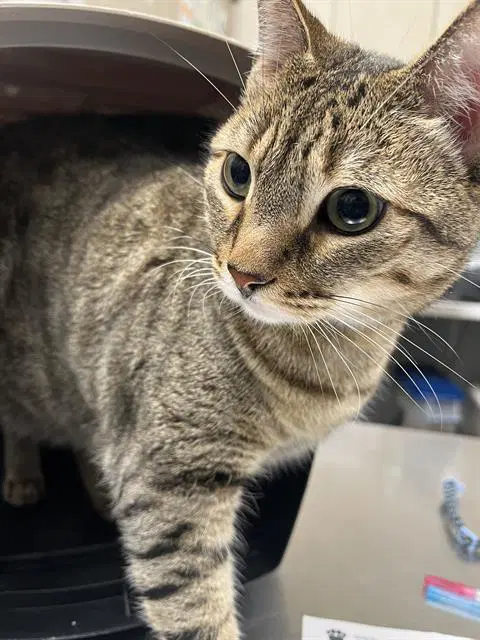 Perro - Domestic Short Hair