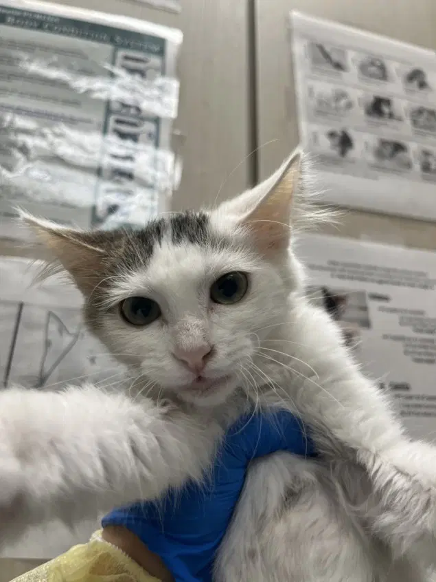 Katara - Domestic Short Hair