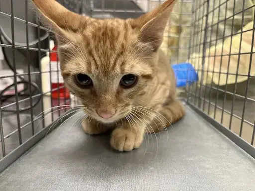 Simba - Domestic Short Hair