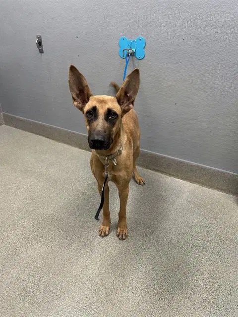 Kimmie Ear - German Shepherd Dog