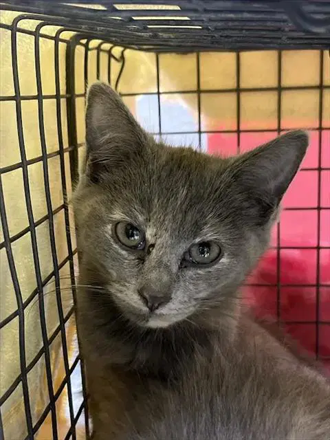 Scarlett - Domestic Short Hair