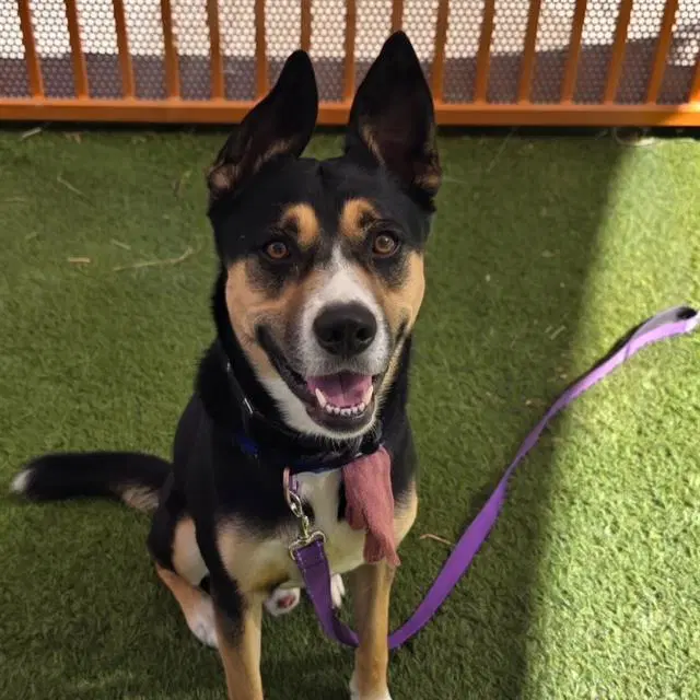 Warlock - Australian Cattle Dog/Blue Heeler