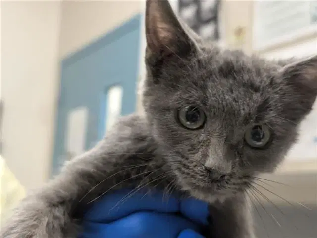 Vale - Domestic Medium Hair