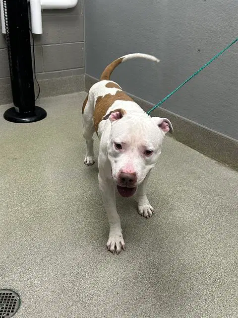 Ace - Pit Bull Terrier