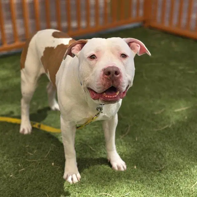 Ace - Pit Bull Terrier