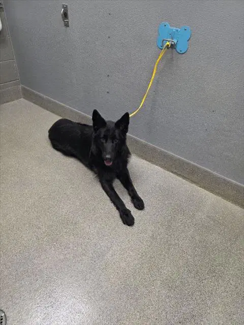 Boone - German Shepherd Dog