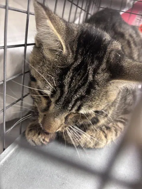 Munchie - Domestic Short Hair