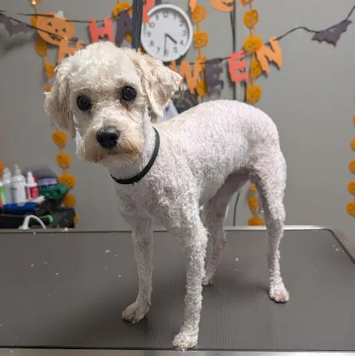 Mori - Poodle (Miniature)