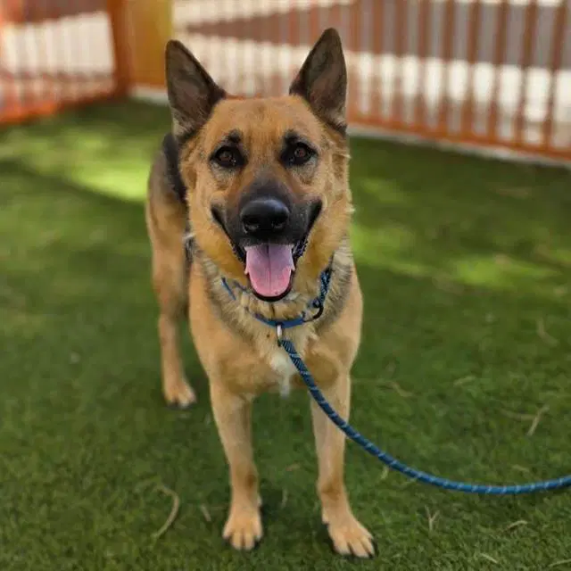 Bullet - German Shepherd Dog