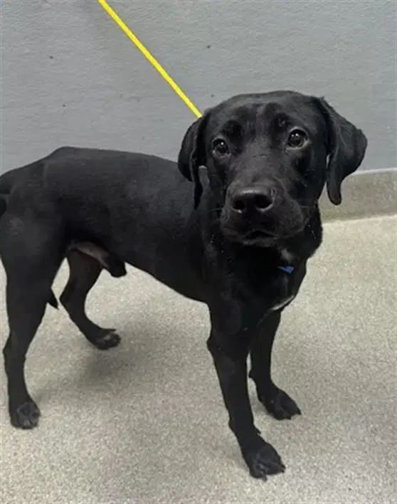 Camo - Labrador Retriever