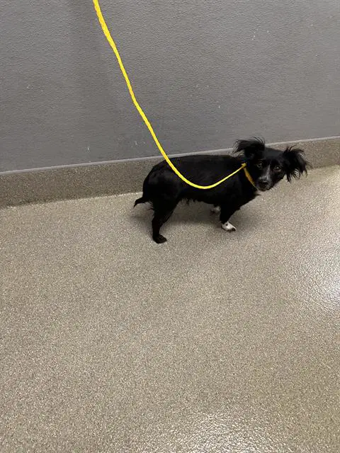 Yodel - Dachshund
