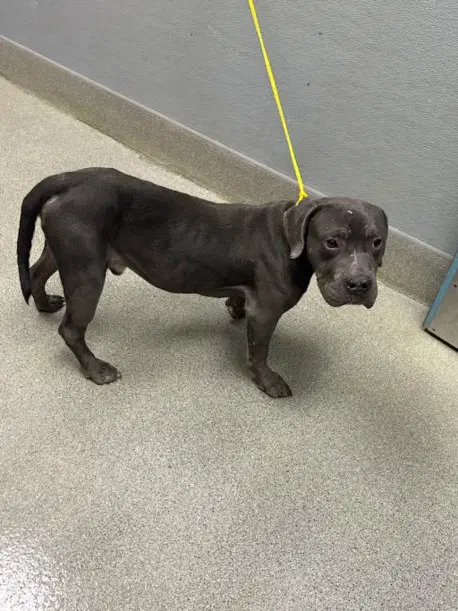 Gustav - American Pit Bull Terrier