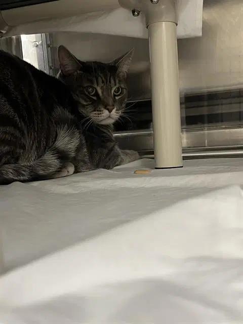 Rusty - Domestic Short Hair