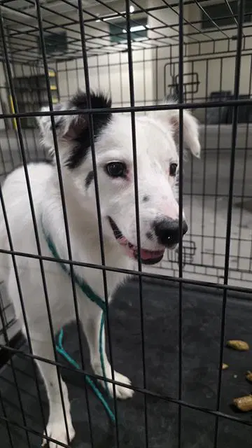 Rebel - Border Collie