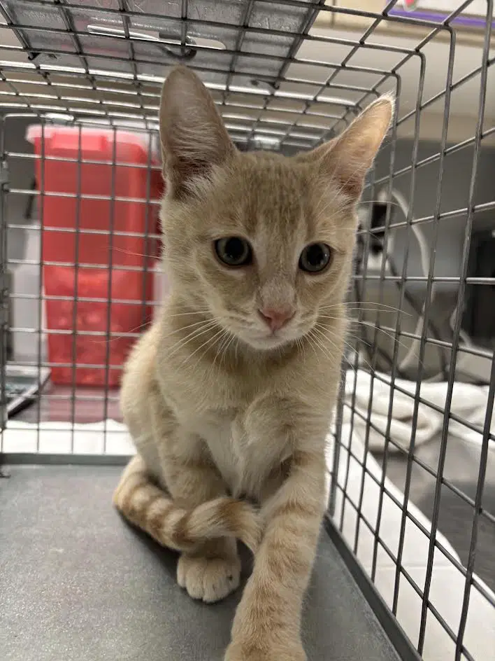 Sofia Sol - Domestic Short Hair