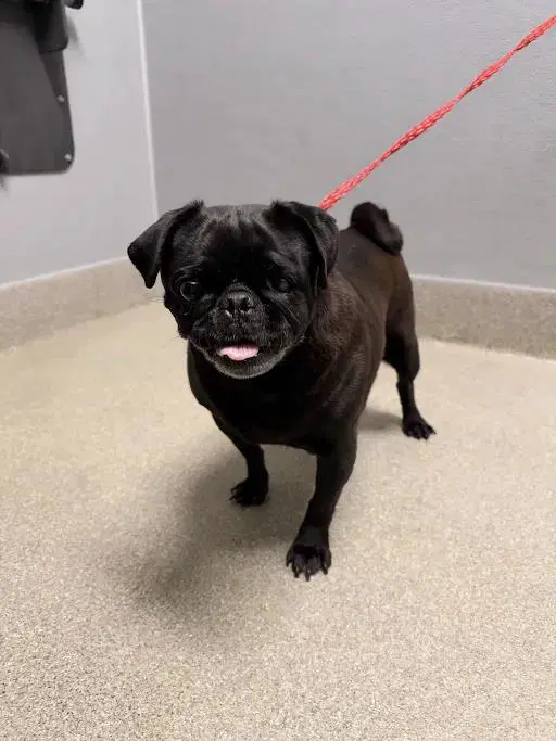 Edwina - Pug