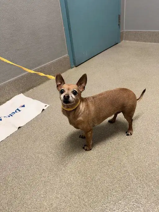 Strawberry - Chihuahua