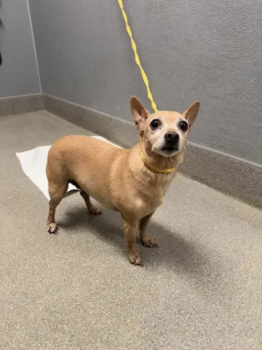 Shortcake - Chihuahua