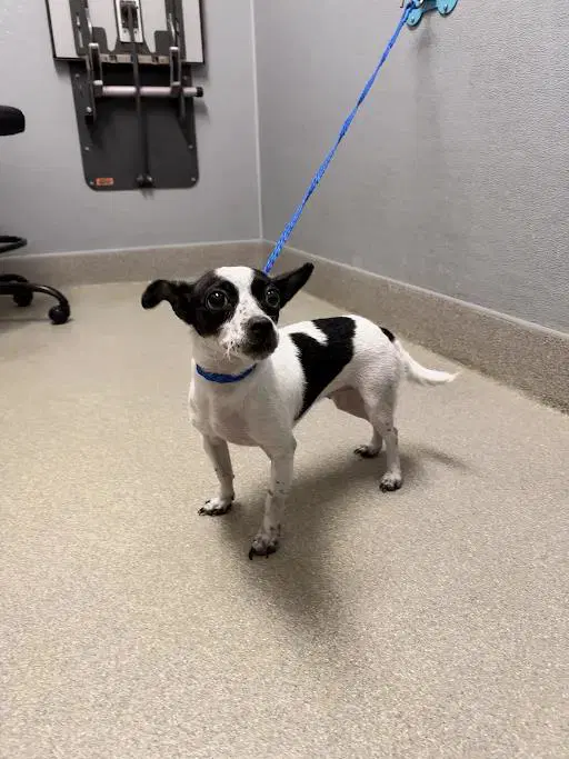 Lemon Meringue - Chihuahua