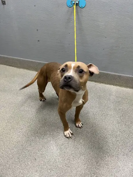 Antler - Pit Bull Terrier