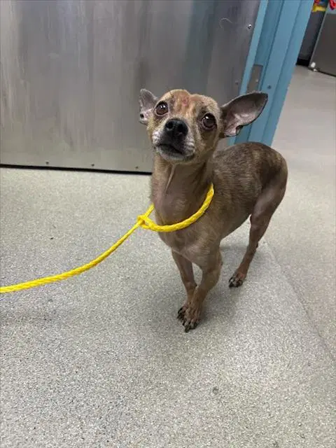 Edward - Chihuahua