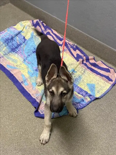 Radahn - German Shepherd Dog