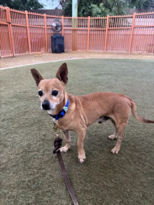 Toby image 1