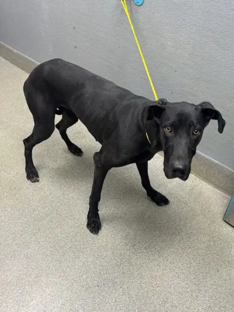 Gilmore - Great Dane