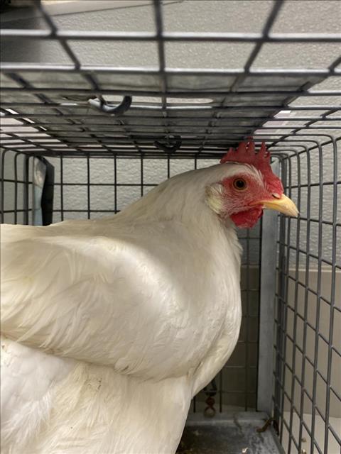 *SOPHIA