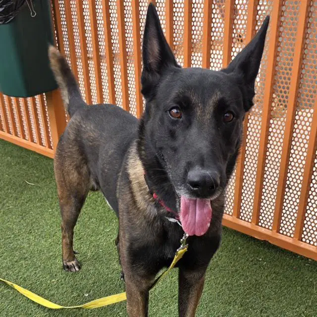 Vinnie - Belgian Shepherd Malinois